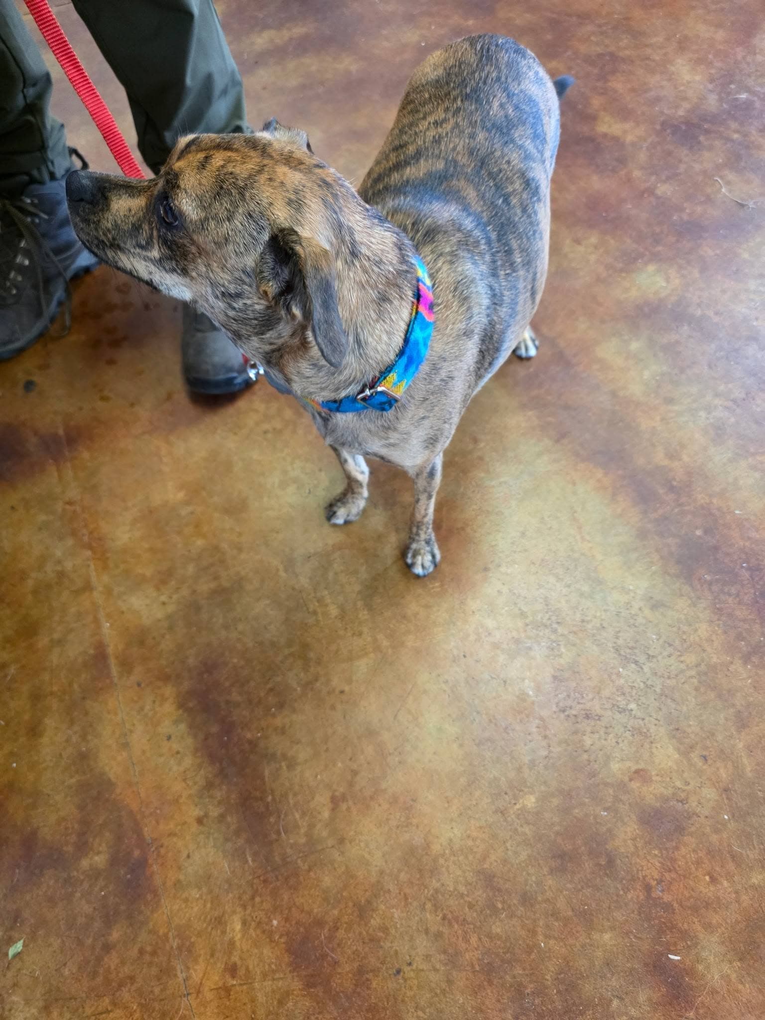 A brindle dog in the shop