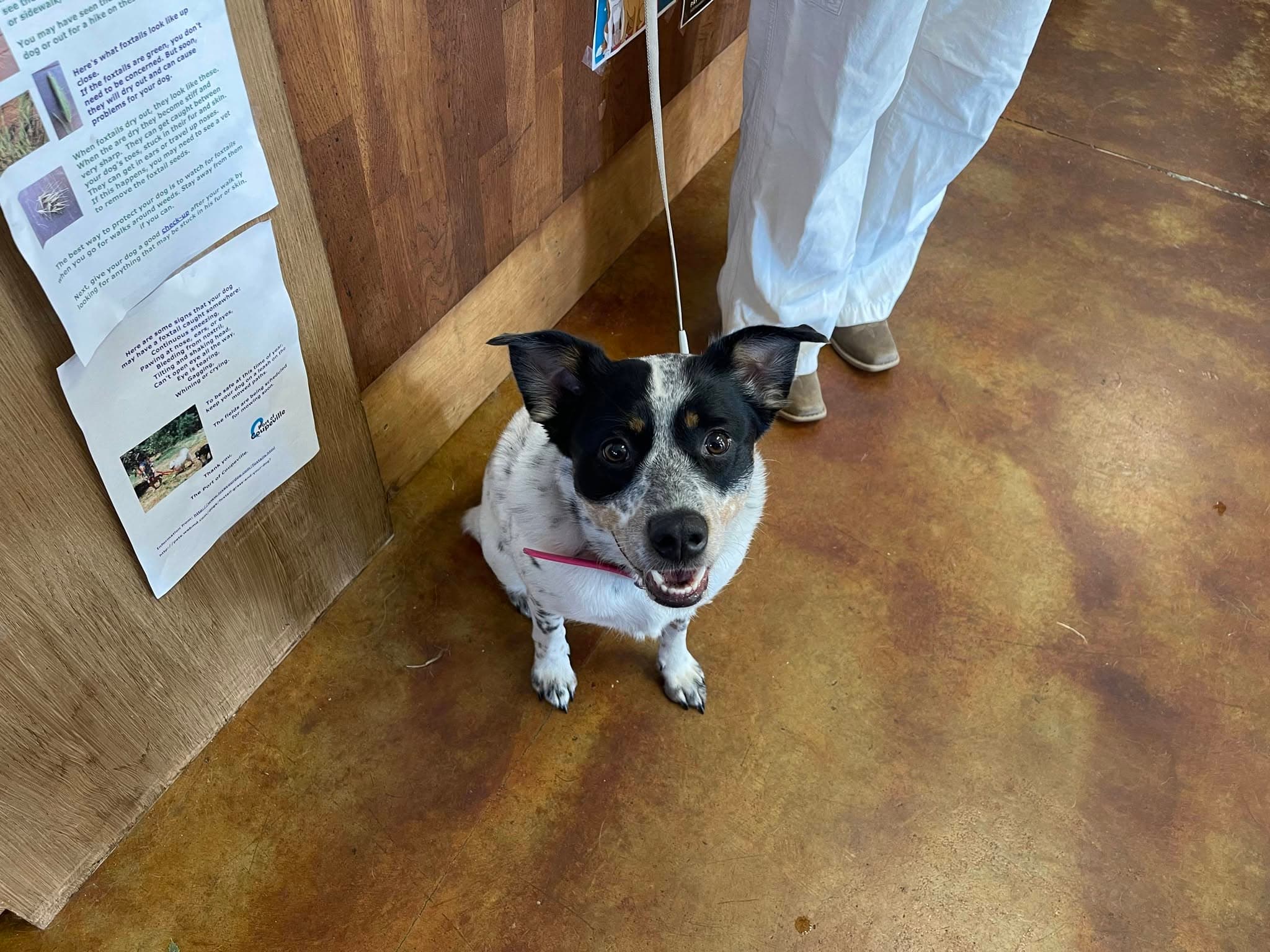 A cattle dog in the shop
