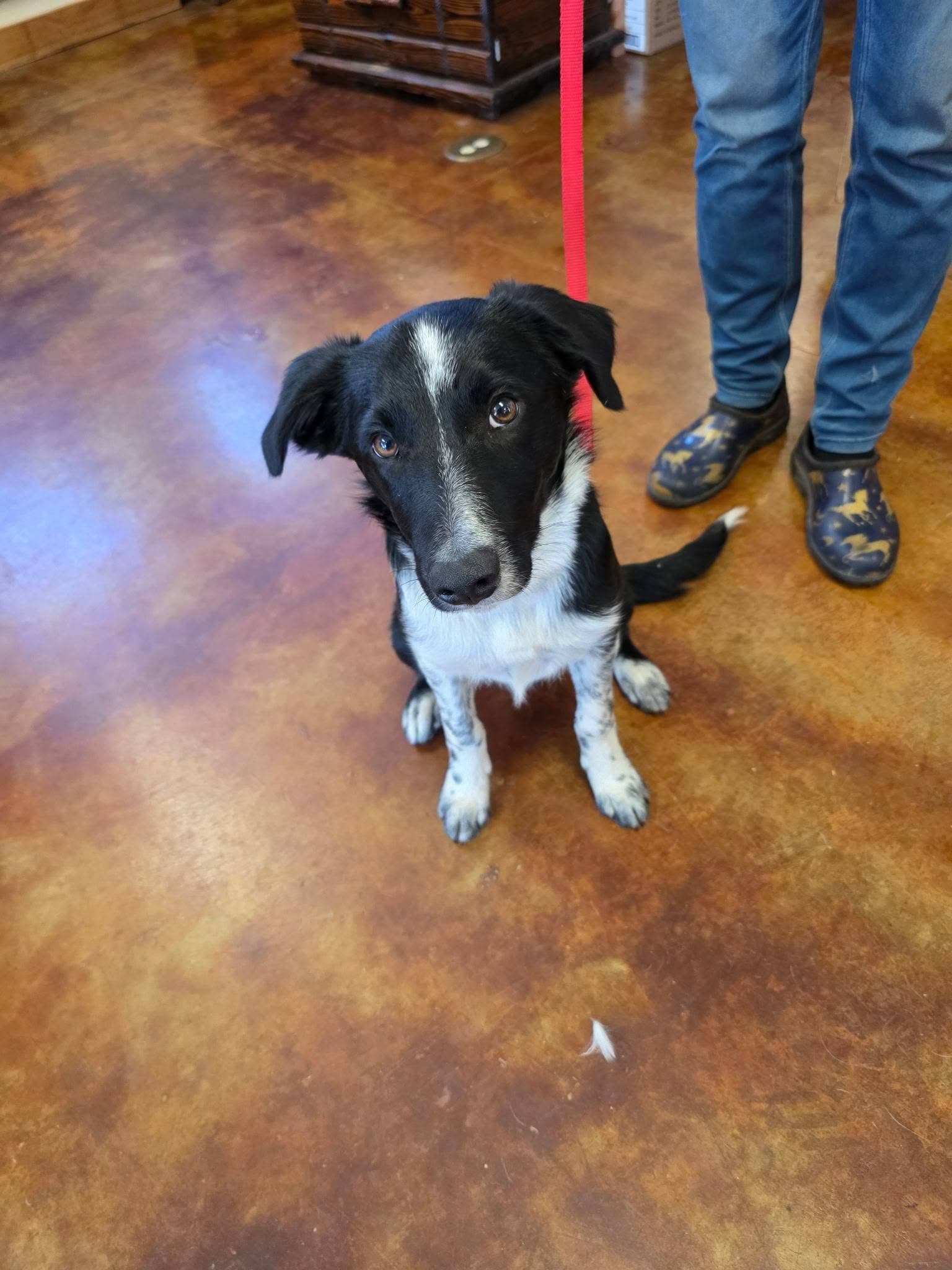 A border collie in the shop
