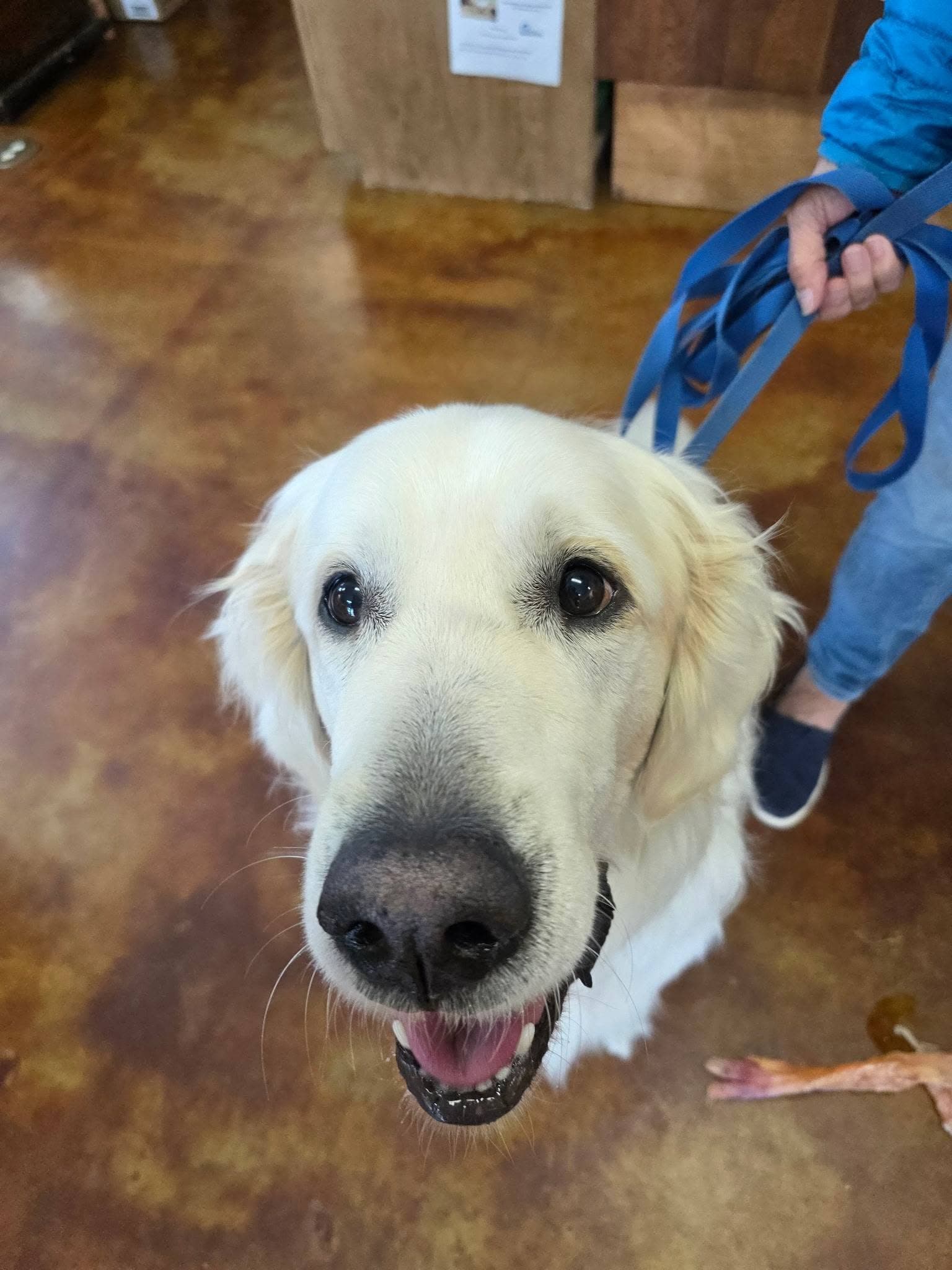 A golden retriever waiting at the counter