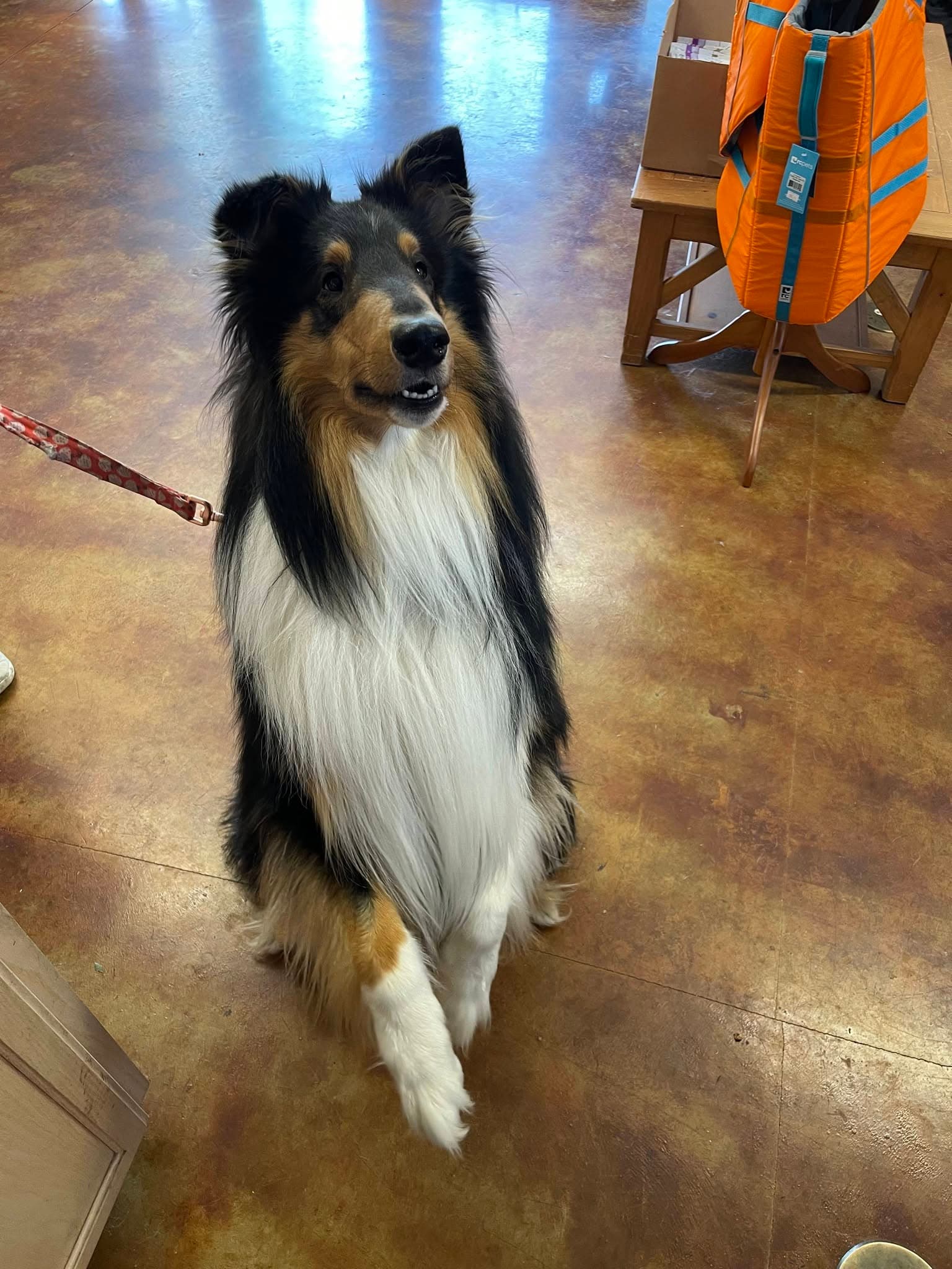 A sheltie in the shop