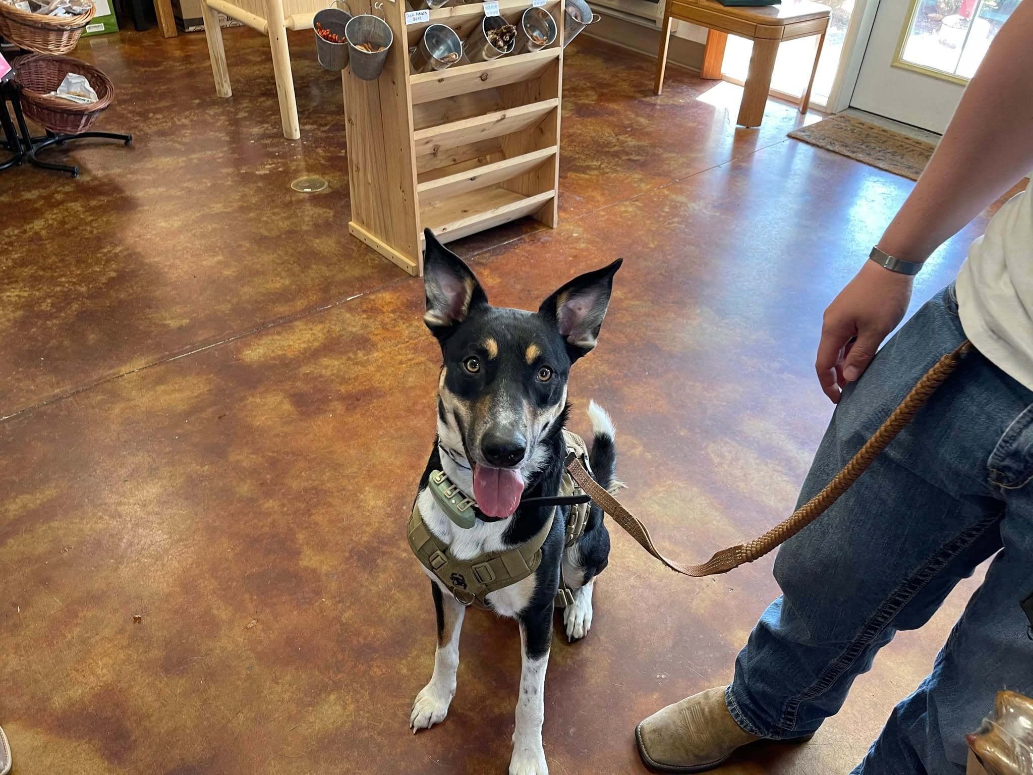 A shepherd in the shop