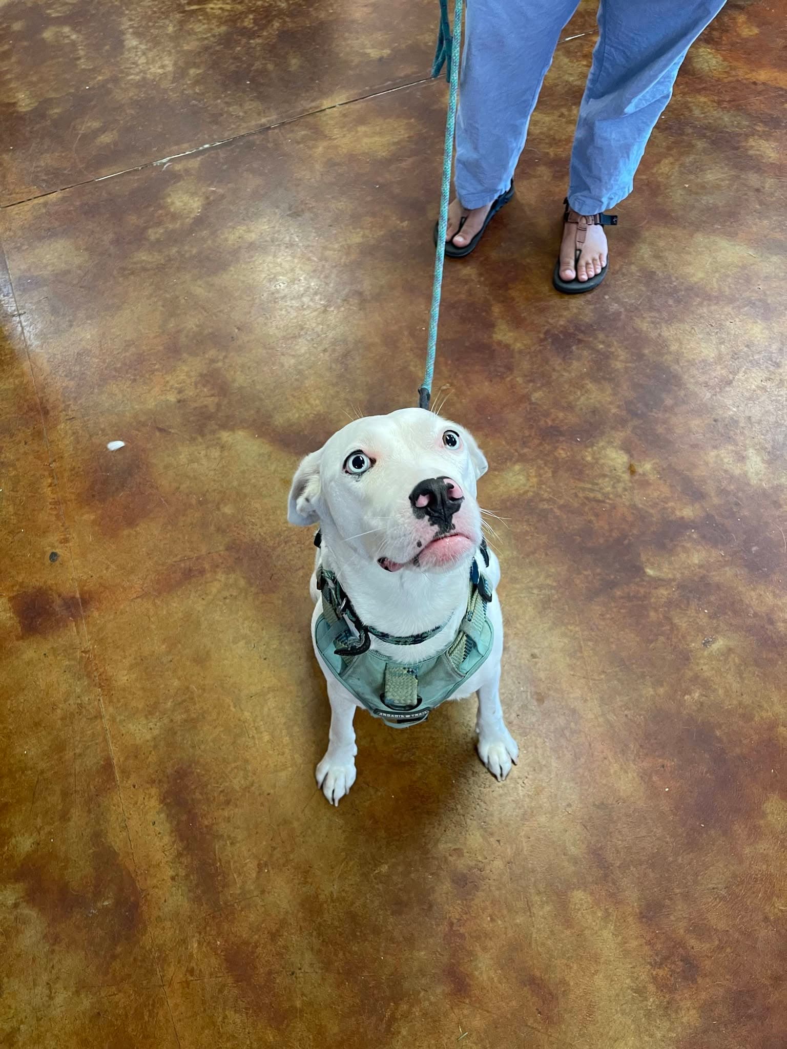 A white dog in the shop