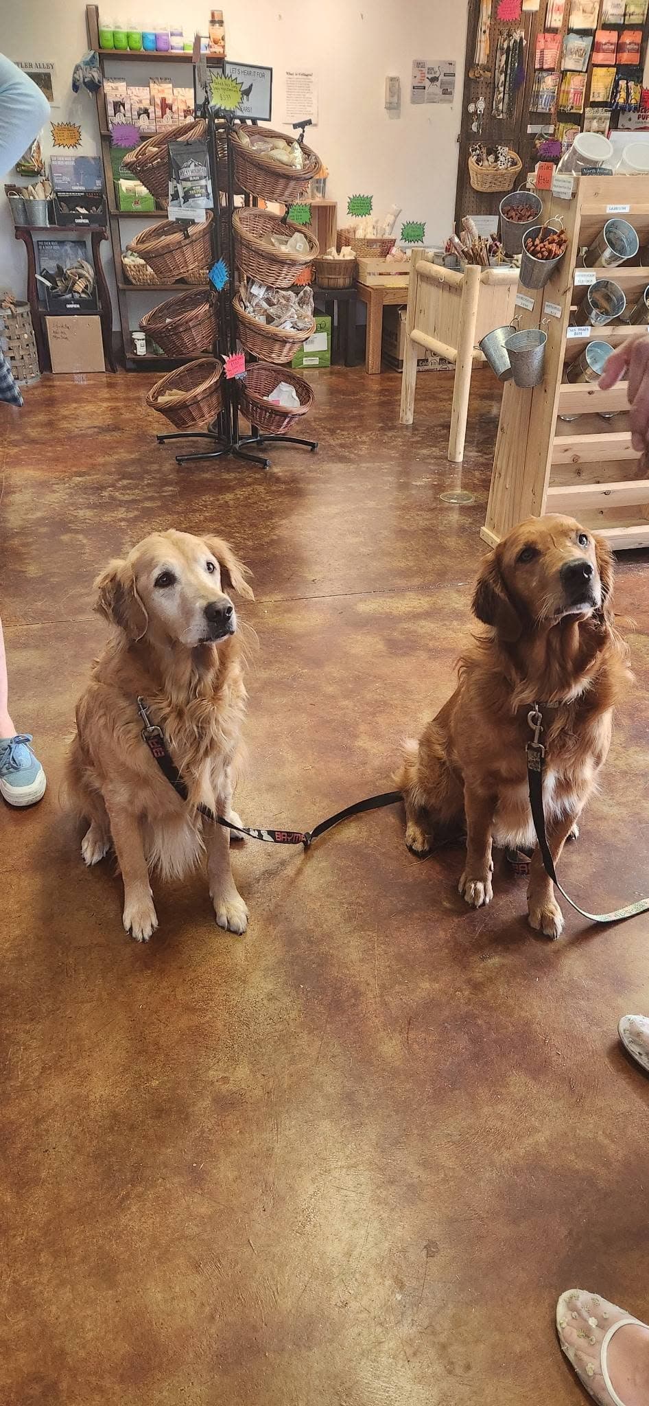 Two golden retrievers in the shop