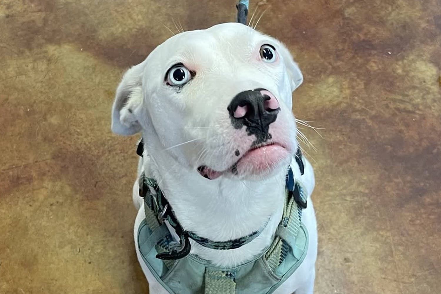 White bull terrier mix waiting for a chew