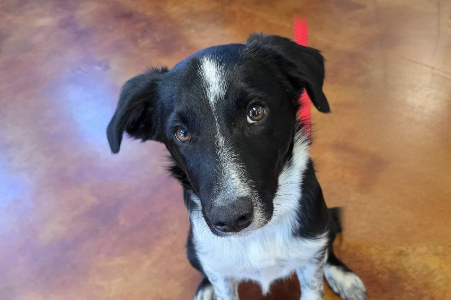 Young collie looking up from the shop floor
